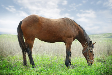 Beautiful horse gazing on field with green grass