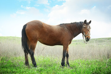 Beautiful horse gazing on field with green grass