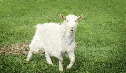 Naklejka na ściany i meble Cute white goat gazing on field with green grass