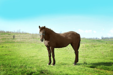 Obraz premium Beautiful horse gazing on field with green grass