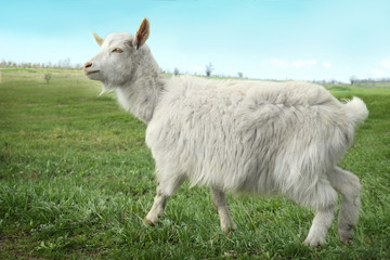 Fototapeta premium Cute goat gazing on green field