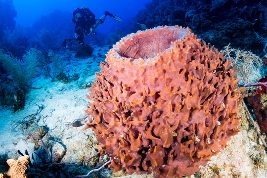 Closed circuit rebreather diver next to a giant sponge on a deep, coral reef