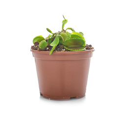 Dionaea muscipula on a white background