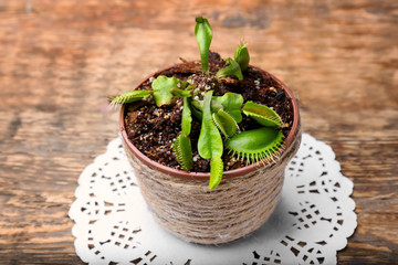 Dionaea muscipula on wooden background