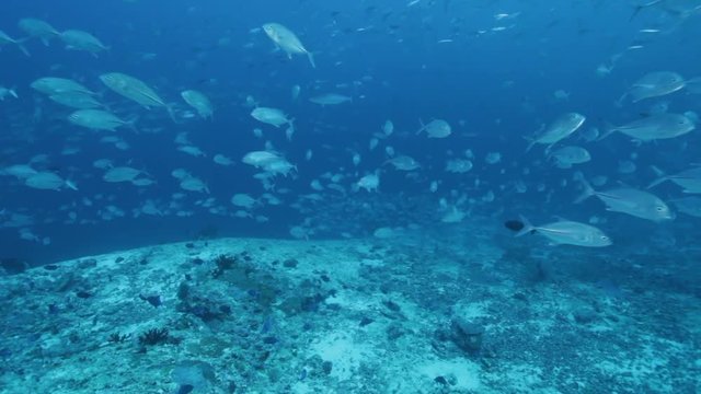 Schools of fish swim over Indian Ocean sea bed, POV