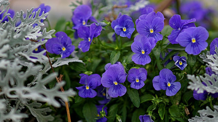 Vibrant purple potted flowers