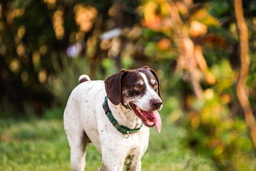 German Shorthaired Pointer with Tongue Out