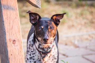 Mixed Terrier Dog