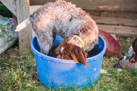 German Wirehaired Pointer in Water Tub