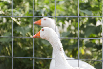Wjote Geese Around Wire Fence on a Farm