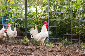 Rooster Standing Near Fence on a Farm