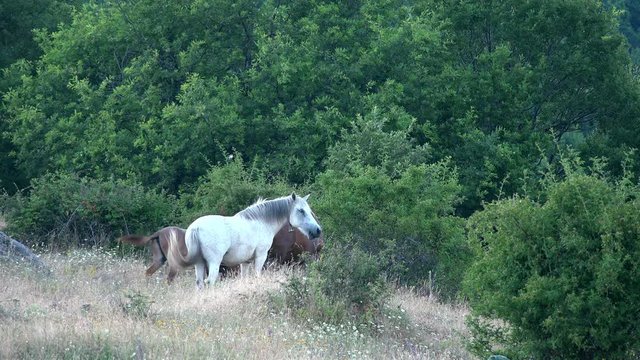 White wild horse neighing in the forest meadow