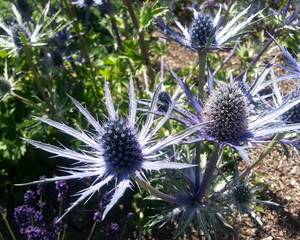 Sapphire Blue Sea Holly