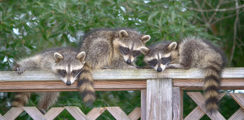 Three baby Raccoons