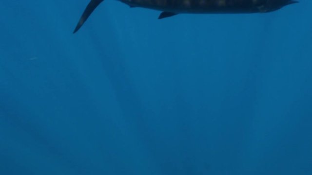 Sailfish chases school of small fish, underwater POV