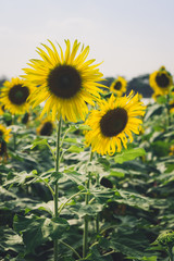 Fototapeta premium Sunflower fields