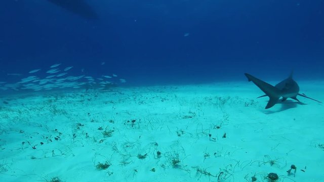 POV, bull sharks swim on seafloor