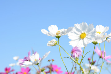 コスモスの花  青空
