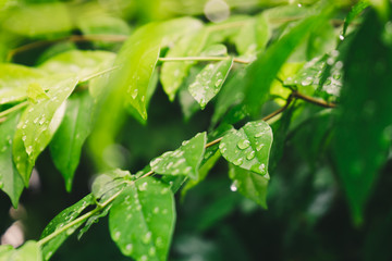 Drops of water on green wrightia religiosa leaves