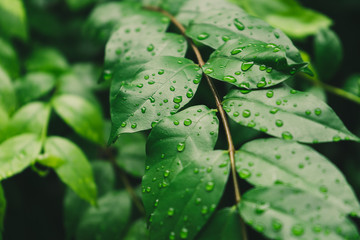 Drops of water on green wrightia religiosa leaves