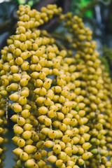 Close up of betel palm fruit on betel palm tree.