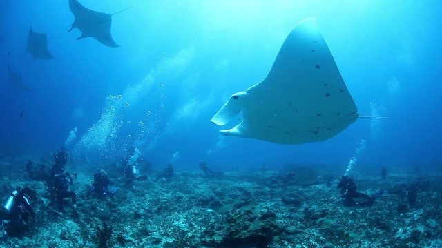 Scuba divers take photos on Manta ray, South Maldives