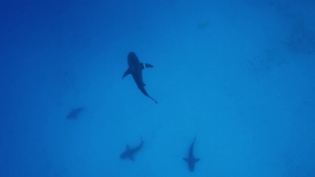 Overhead, bull sharks swim in Bahamas