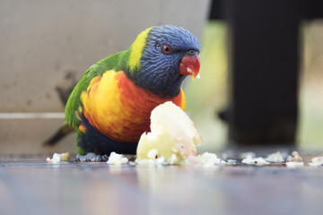 Lorikeets eating an apple