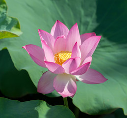 blooming lotus flower