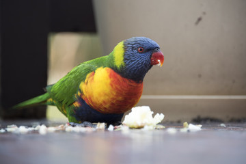 Lorikeets eating an apple