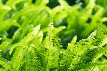 Green bracken lush fern growing