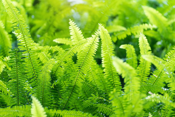 Green bracken lush fern growing