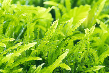 Green bracken lush fern growing