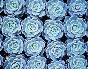  Miniature succulent plants in garden