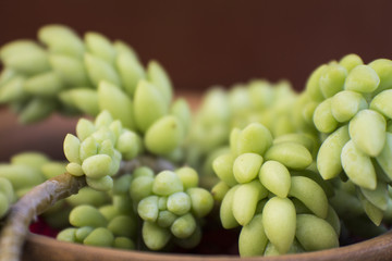 succulent