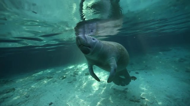 Tired manatee surfaces for air, Florida