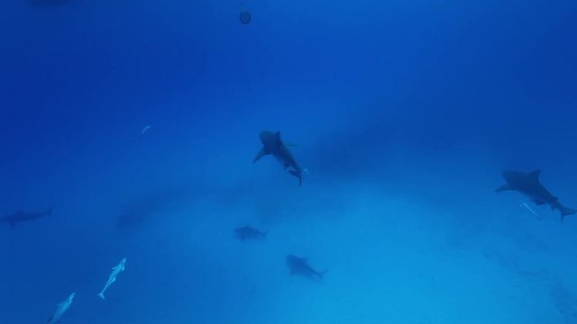 Bull sharks swim on ocean floor, high angle