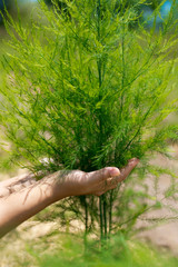 Hands holding young asparagus plant., green natural background.