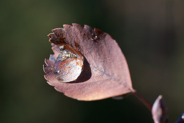 droplet captured