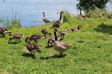 Canadian geese and little goslings of Kingston's lake Ontario 