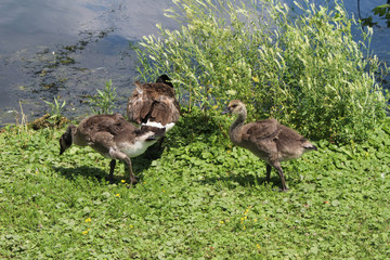 Canadian geese and little goslings of Kingston's lake Ontario 
