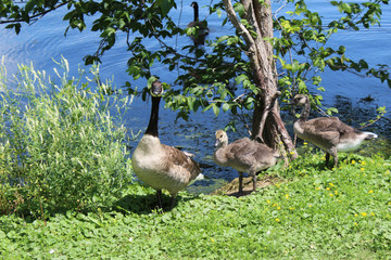 Canadian geese and little goslings of Kingston's lake Ontario 