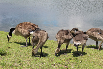 Canadian geese and little goslings of Kingston's lake Ontario 