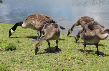 Canadian geese and little goslings of Kingston's lake Ontario 