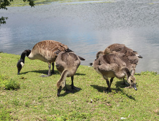 Canadian geese and little goslings of Kingston's lake Ontario 
