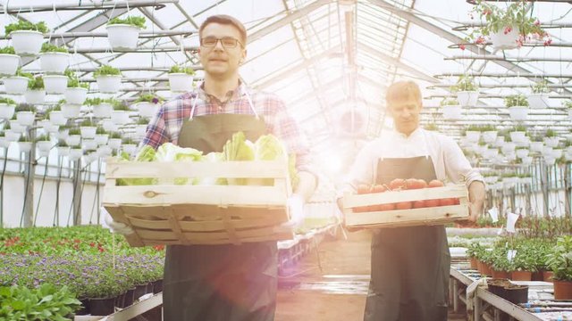Two Industrial Greenhouse Workers Carry Boxes Full of Vegetables. People are Smiling and Happy with Organic Food They're Growing. Shot on RED EPIC-W 8K Helium Cinema Camera.