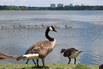 Canadian geese and little goslings of Kingston's lake Ontario 