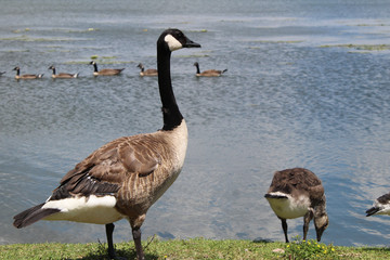 Canadian geese and little goslings of Kingston's lake Ontario 