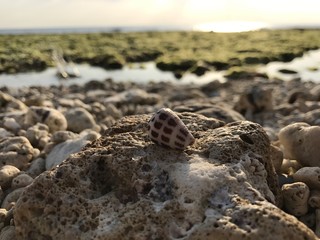 Okinawa Sea Shell
