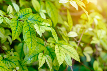 Green leaf